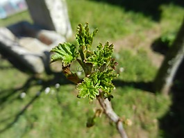 布什豆芽,春,宏