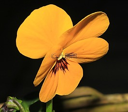 潘茜,花,開花