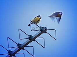 鳥,天線,山雀