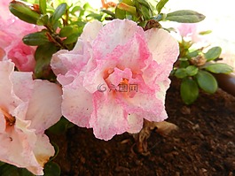 杜鵑花,花,灌木