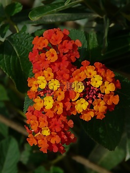 馬纓丹,觀賞植物,紅色