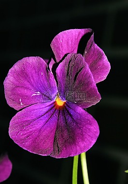 潘茜,花,開花