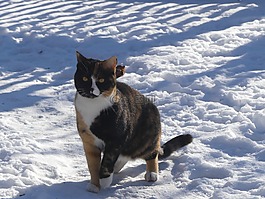 動物,冬天,雪