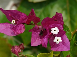 葉子花,花,開花