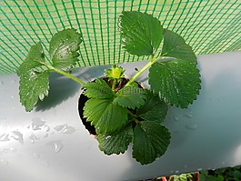草莓,植物,春