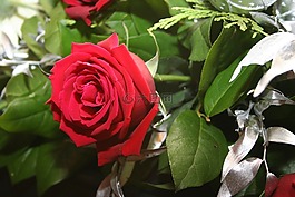 花,玫瑰,紅色