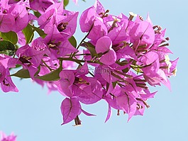 葉子花,粉紅色,花