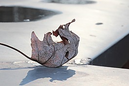 秋季,葉子,枯萎