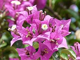 葉子花,花,開花