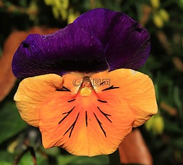 潘茜,花,開花