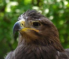 sas,貪婪,野生動物