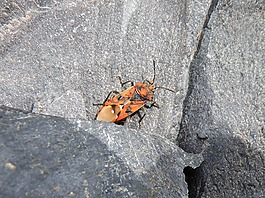 bug,橙色甲虫,岩