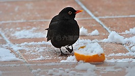 黑鳥,鳥,鳴鳥