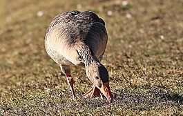 鵝,鳥,野鵝