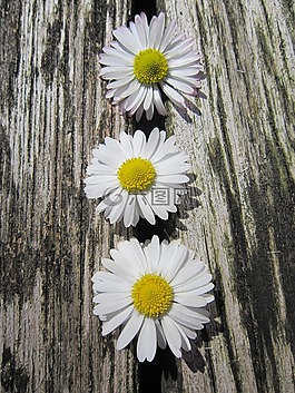 雛菊,3,三