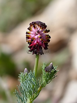 性質(zhì),花,野生花卉