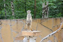 貓鼬,動(dòng)物園,生活的本質(zhì)