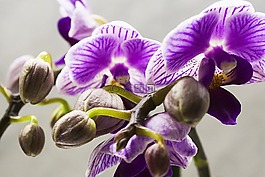 蘭花,鮮花,粉紅色