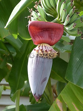 香蕉,开花,香蕉花
