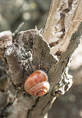 蝸牛,性質(zhì),日志