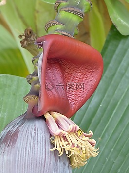 香蕉,開花,香蕉花