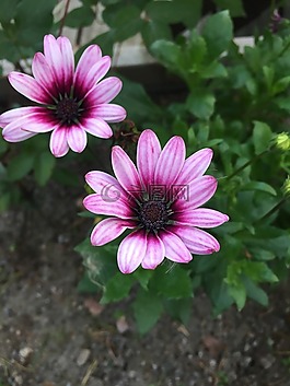 花,廠,花園