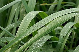 微距,露水,水珠