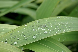 微距,水珠,蘆葦