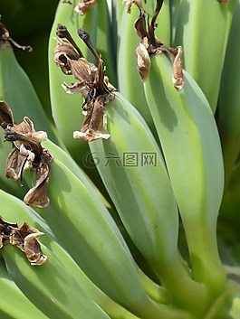 香蕉,绿色,水果
