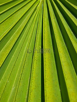 葉子,棕櫚,綠色