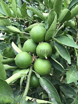 食品,水果,葉