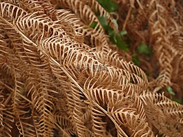 蕨類,干,熱