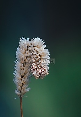 花,植物,自然