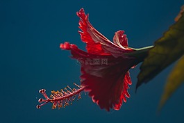 紅色,花瓣,花