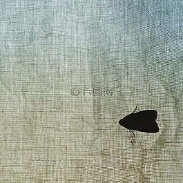 蛾,和平,自然