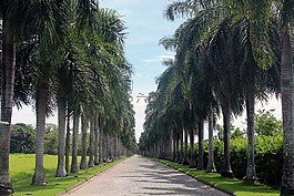 棕櫚樹,大道,路
