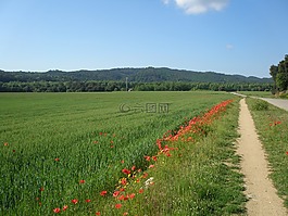 natura,景觀,綠色