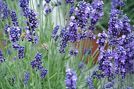 熏衣草,蜜蜂,紫