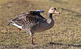 鵝,鳥,野鵝