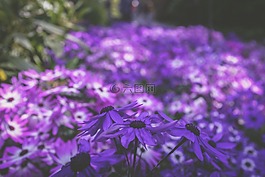 紫色,花,盛开