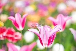 郁金香,粉紅色,花園