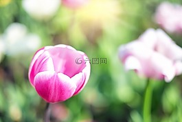 郁金香,粉紅色,花園