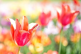 郁金香,粉紅色,花園