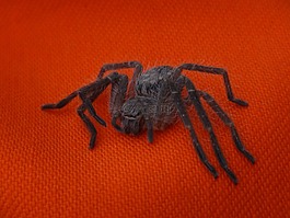 superaraña,虫族,毛茸茸的大蜘蛛
