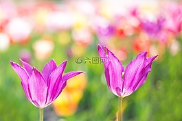 郁金香,粉红色,花园