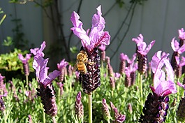 蜜蜂,關于,薰衣草