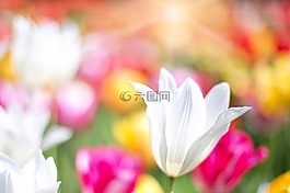 郁金香,粉紅色,花園