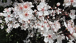 白,春,开花