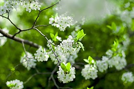 性質(zhì),樹(shù),賽季