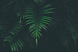 綠色,葉,植物
